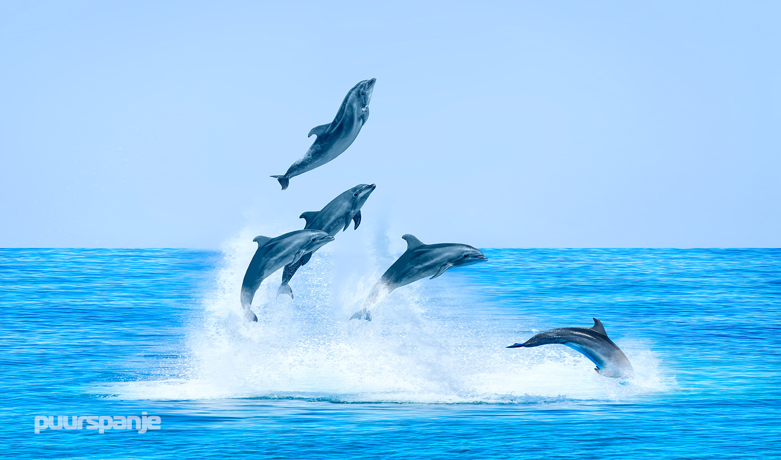 Waar kun je dolfijnen kijken in Spanje
