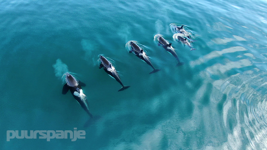 Dolfijnen en orka’s voor de kust van Murcia en Torrevieja